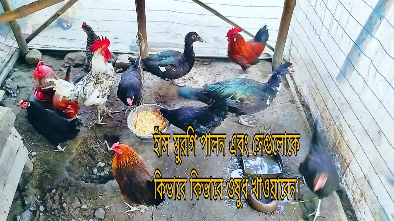 বাড়িতে হাঁস-মুরগি কিভাবে সুস্থ রাখতে ওষুধ খাওয়াতে হয় সেটা একটু দেখুন।