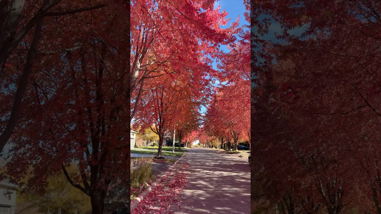 Beautiful red 🍁 amazing colors enjoy the sunny afternoon 