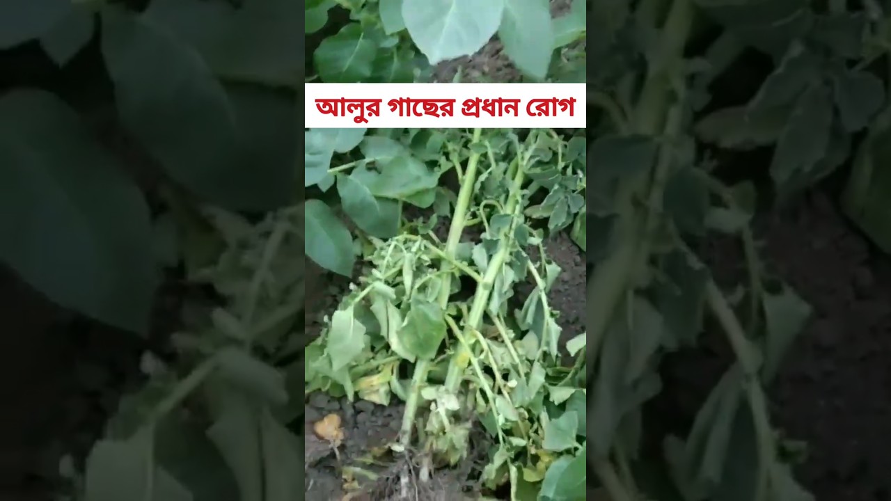 আলুর রোগ প্রতিরোধে কি করবেন?| 