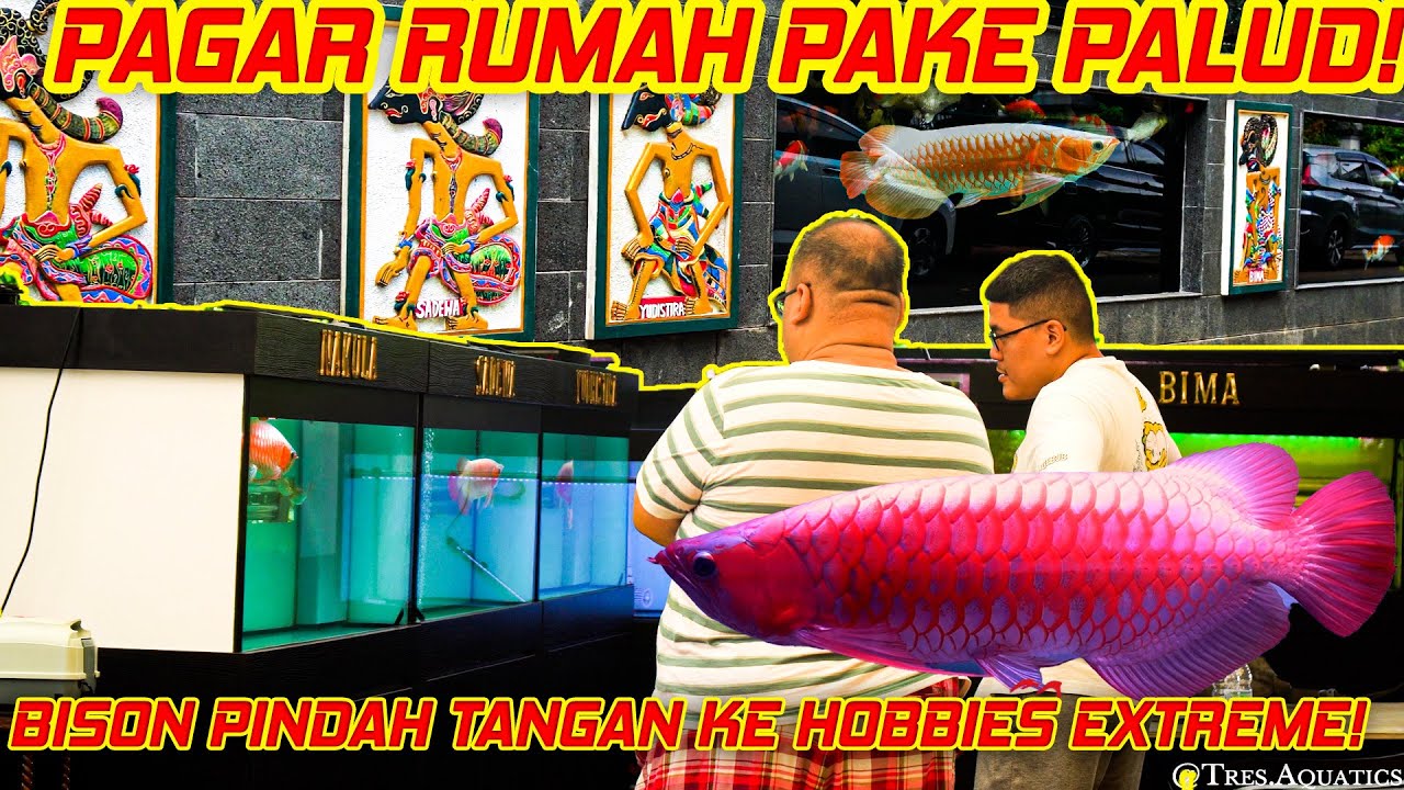 HOBBYIST EXTREME! PAGAR DARI PAKAI PALUDARIUM & SUPER RED NYA SERAM2! Orang Tua Baru untuk BYSON!