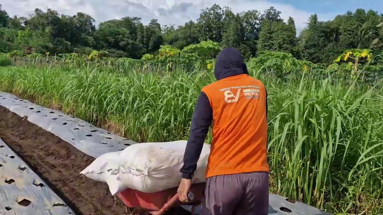 AMAZING FARM JOURNEY MOVING ORGANIC FERTILIZER WITH ONLY A WHEELBARROW! -Agriculture Farming