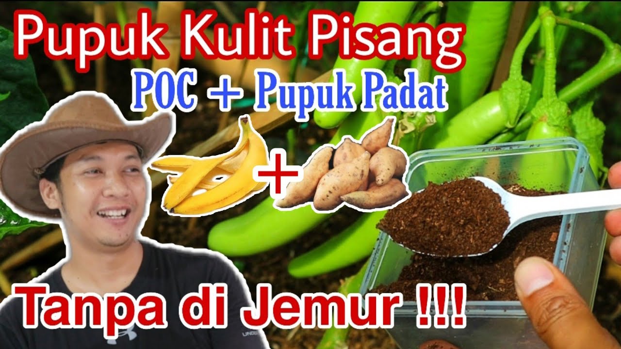 Pupuk KULIT PISANG + KULIT UBI paling Simpel , POC & Pupuk Padat