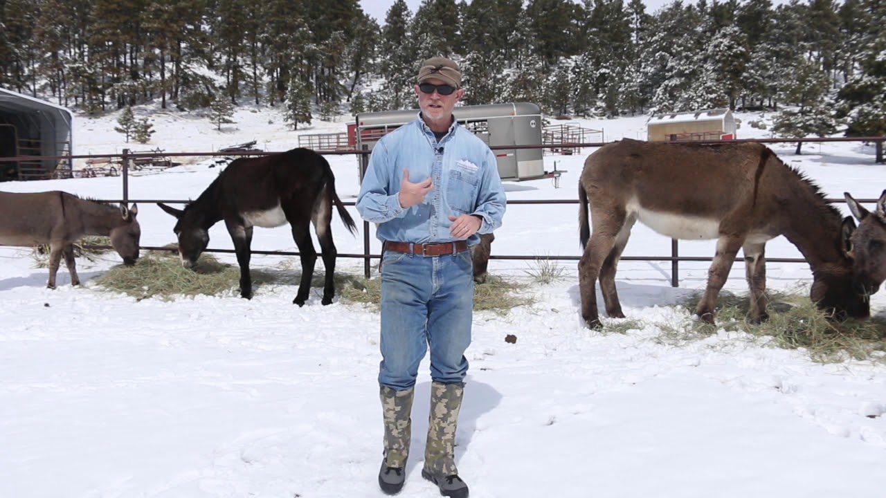 Когда следует накидывать на ослов попону?