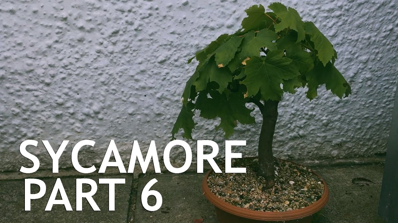 Sycamore Bonsai, collected from a garden. 6