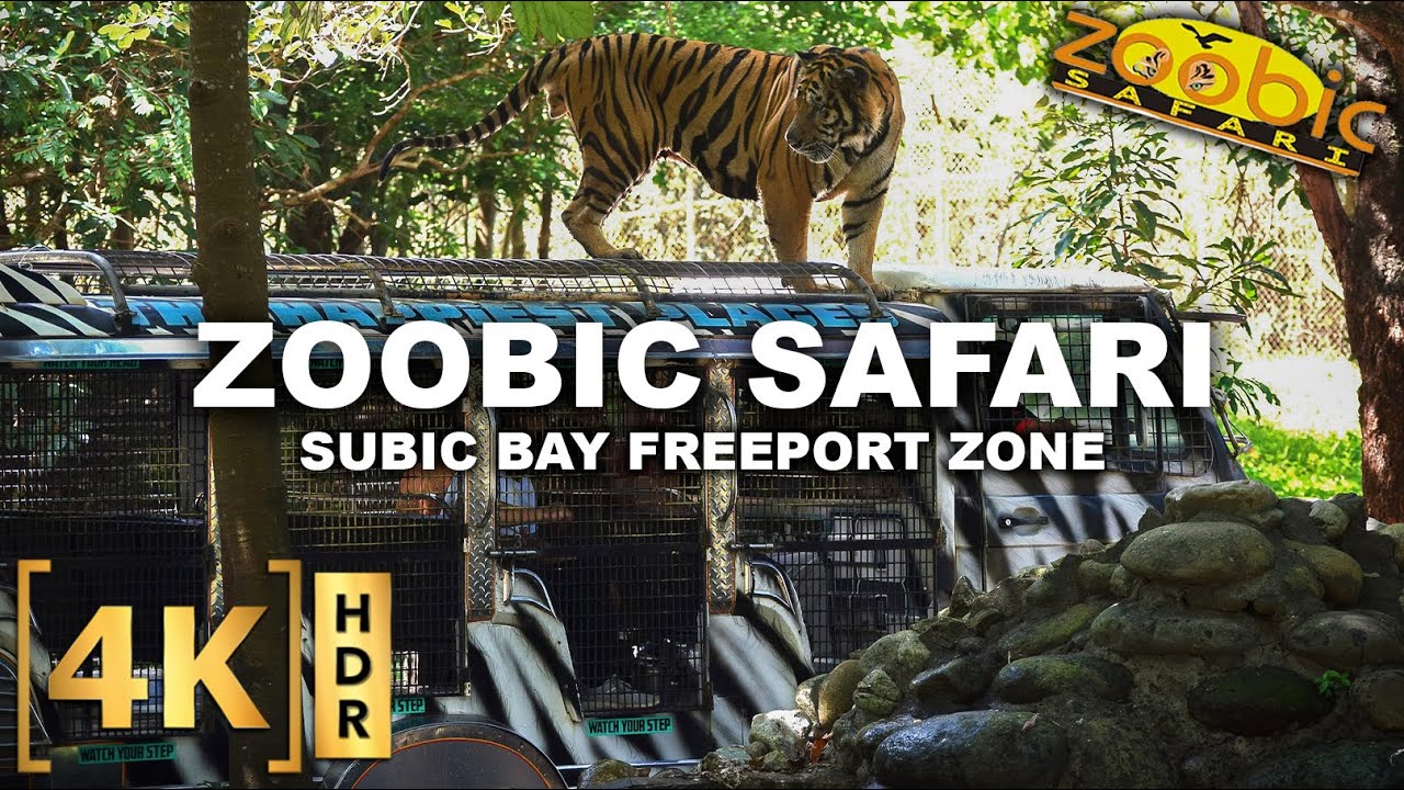 Full Tour at ZOOBIC SAFARI - The ONLY Tiger Safari in the Philippines! | Subic Bay Freeport Zone