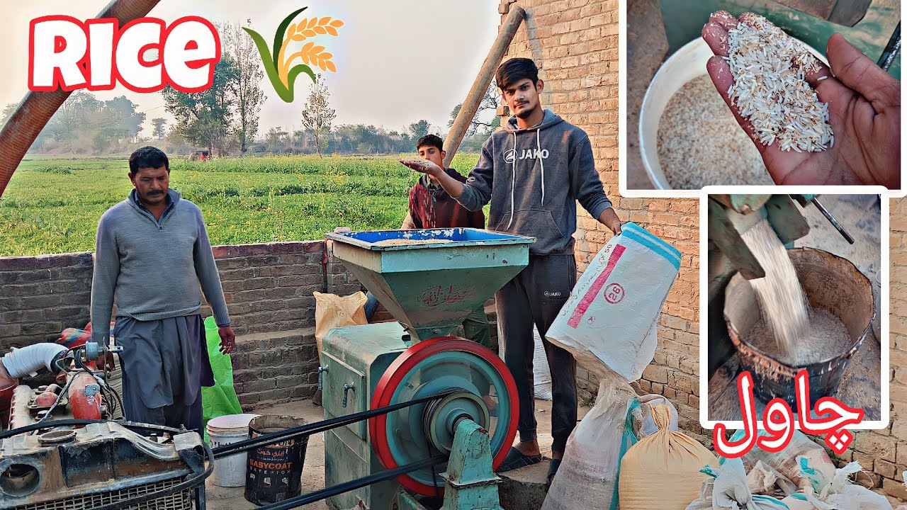 From our field to your table🌾 || Seed's Convert Into Rice🍚 || Complete Process Paddy Cleaning