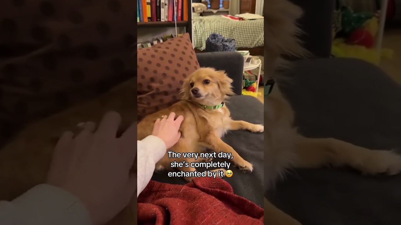 Этим собакам просто нужен шанс ❤️&zwj;🩹 @muddypawsrescuenyc #собаканапередержке #собакавприеме