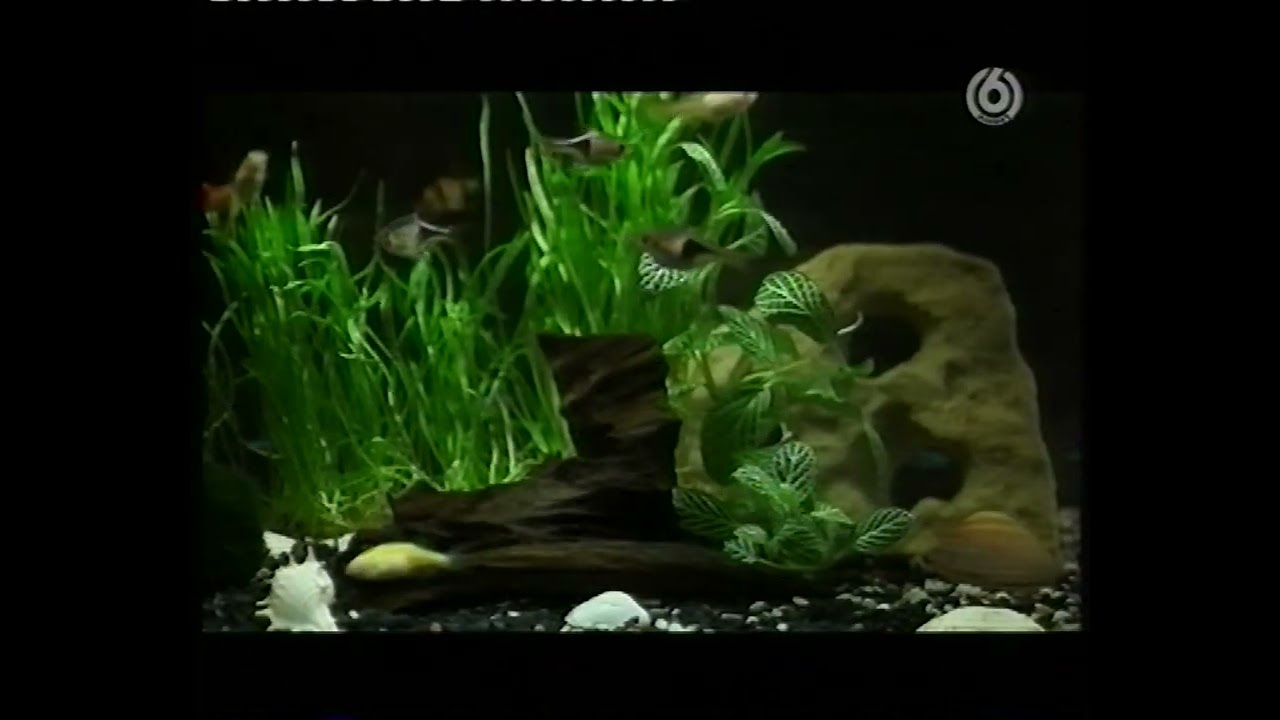 Viasat6 - Ajánlók, reklámok, adásszünet - 2012. december