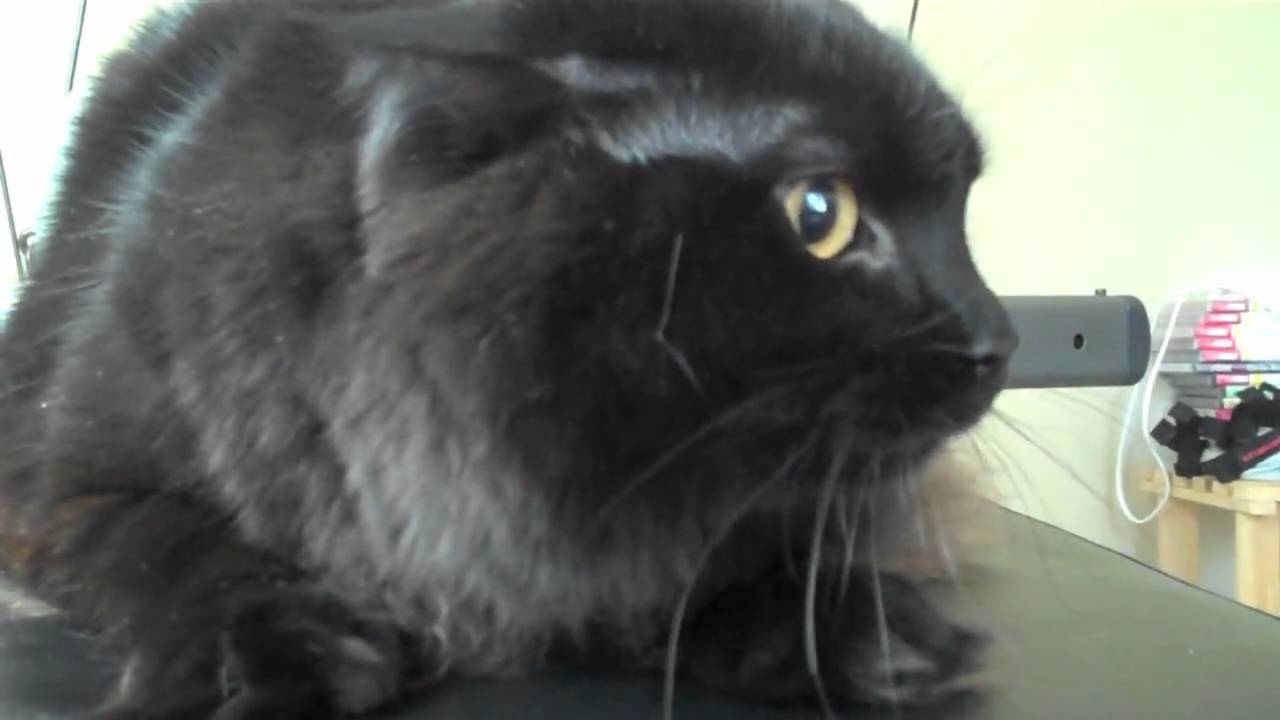 Funny cat crying and hissing (REALLY FUNNY)