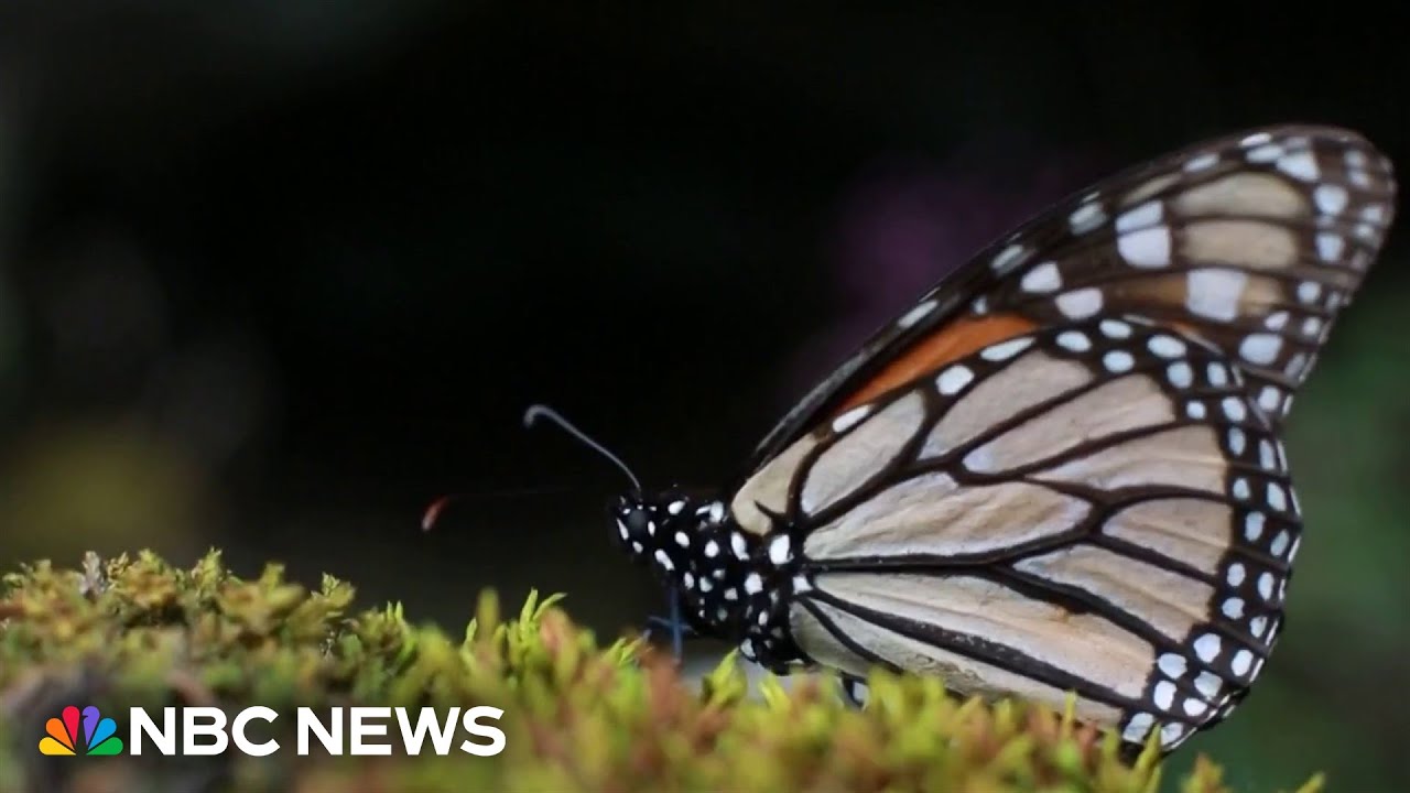 Butterfly population declining at 'catastrophic' rate, research says