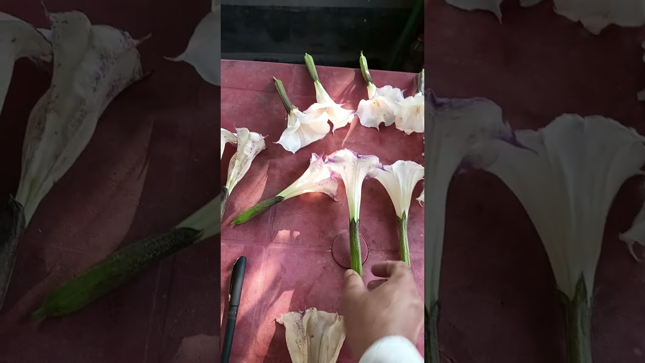 Dissection of Datura flower 