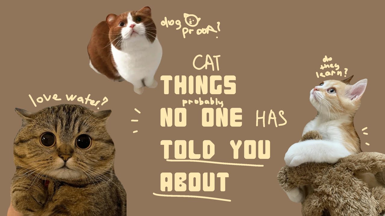 Debunking popular cat myths! | We're back again :)