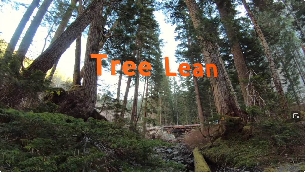 Layout Planning: Tree Lean (6 of 8) | WorkSafeBC