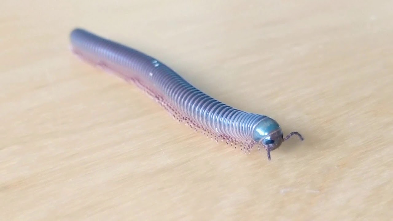 Baby Giant African Millipede exploring! #Arthropods   #ManyLegs #Cute #FollowYourFeelers