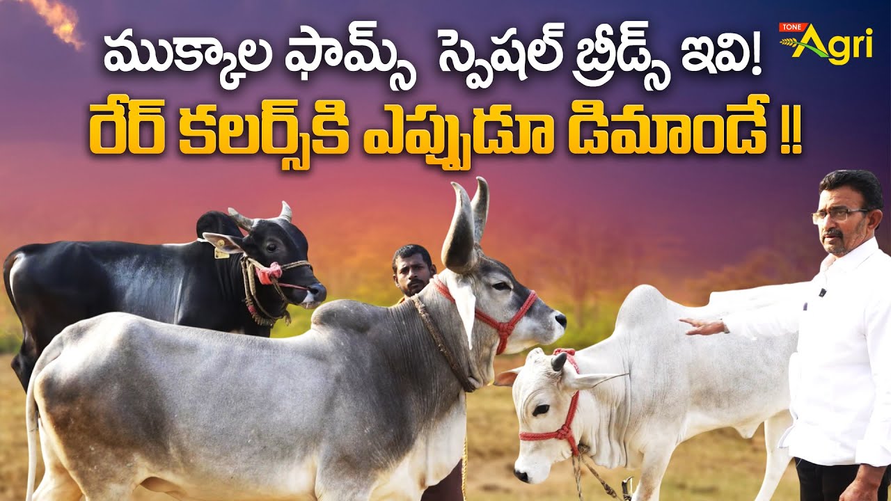 Mukkala Goshala | Srinivasa Rao Bulls Farming | రేర్ కలర్స్ కి ఎప్పుడూ డిమాండే..!! ToneAgri