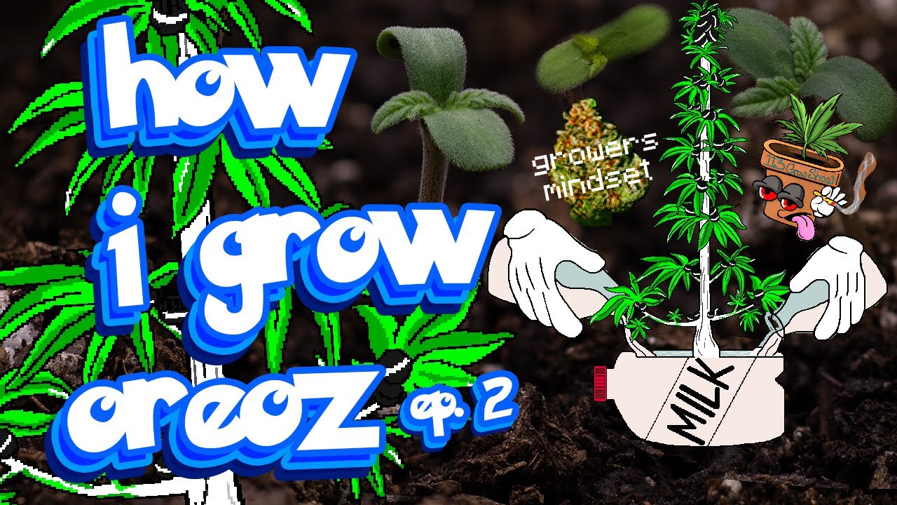 How i grow weed autoflowers - MephistOreoz Seed to Harvest Ep. 2 Organic Natural Farm #seedtoharvest