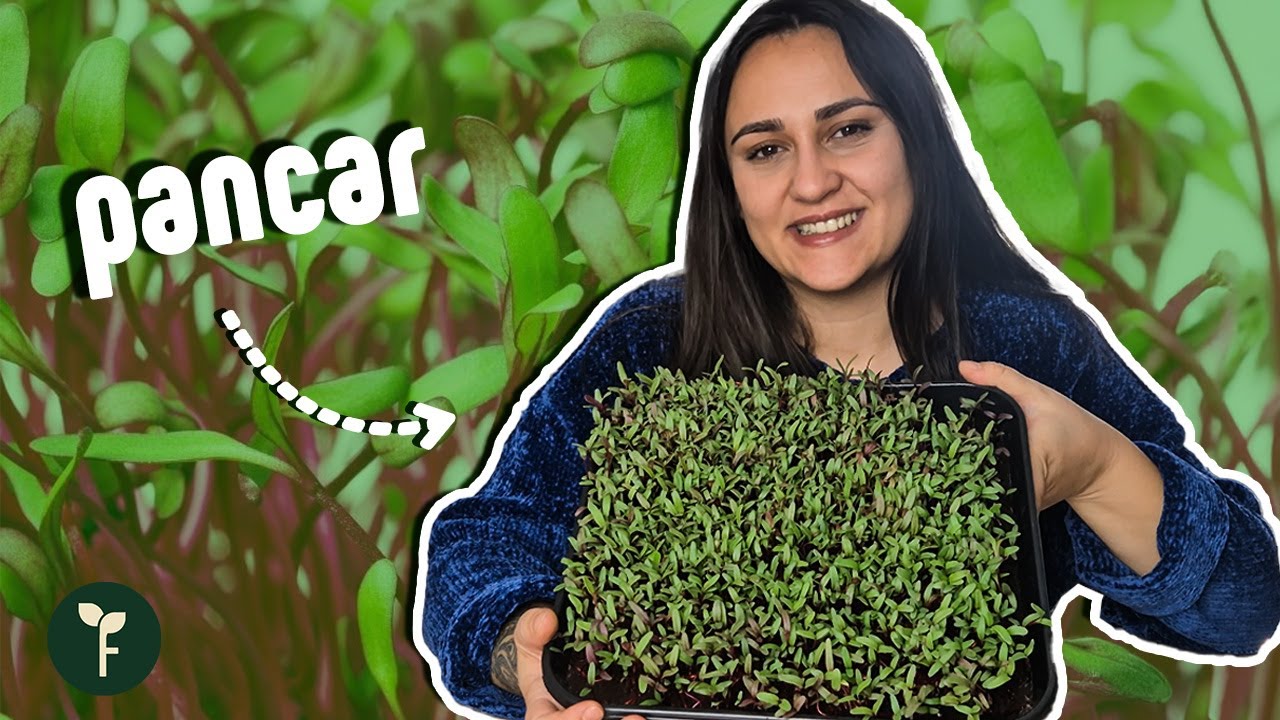 Pancar  Mikro Yeşilliği Nasıl Yetiştirilir? | Beet Microgreen