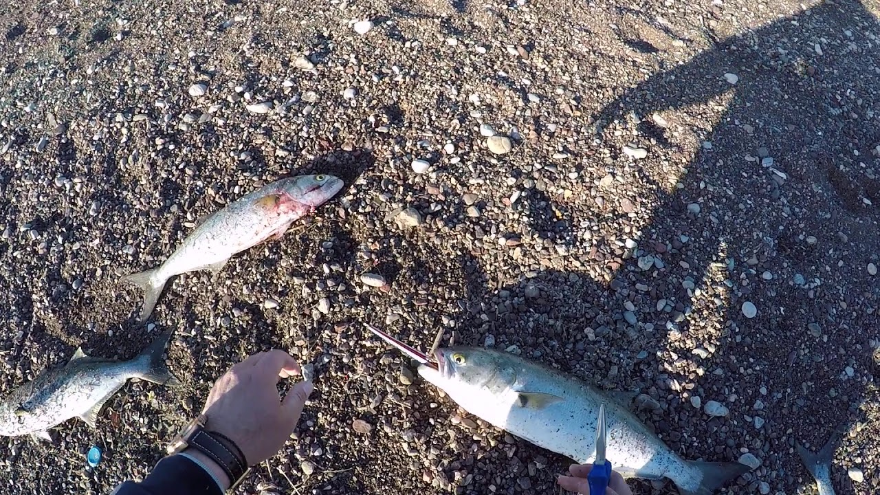 ΤΡΕΛΑΜΕΝΑ ΓΟΦΑΡΙΑ ΣΤΑ ΡΗΧΑ - BLUEFISH NON STOP SPINNING