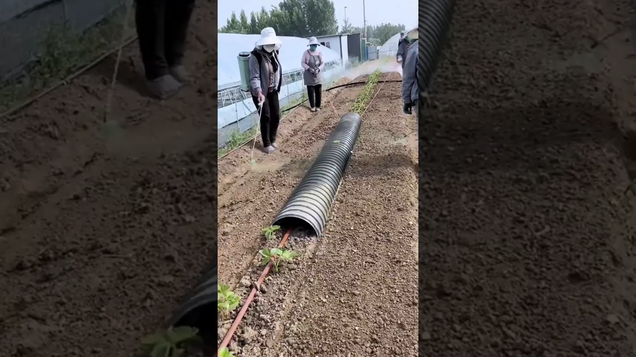 How do smart farmers solve complex problems with simple methods? #farming #shorts