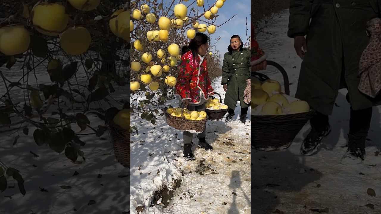 Rural farming life and harvesting apple fruit so fresh #fruit #agriculture