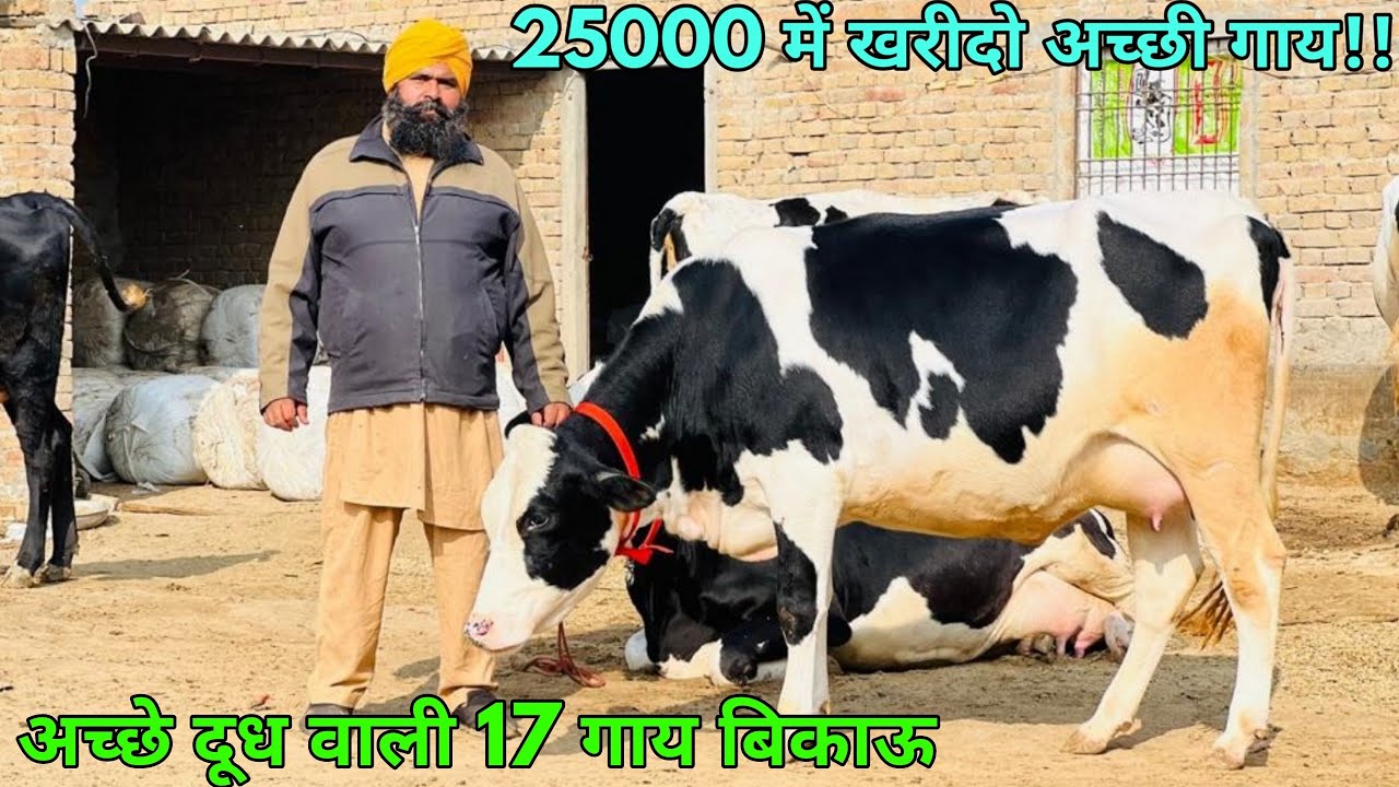 25000 में खरीदो अच्छी गाय!! 40 लीटर तक दूध वाली 17 गाय बिकाऊ। 17 top breed cows available for sale