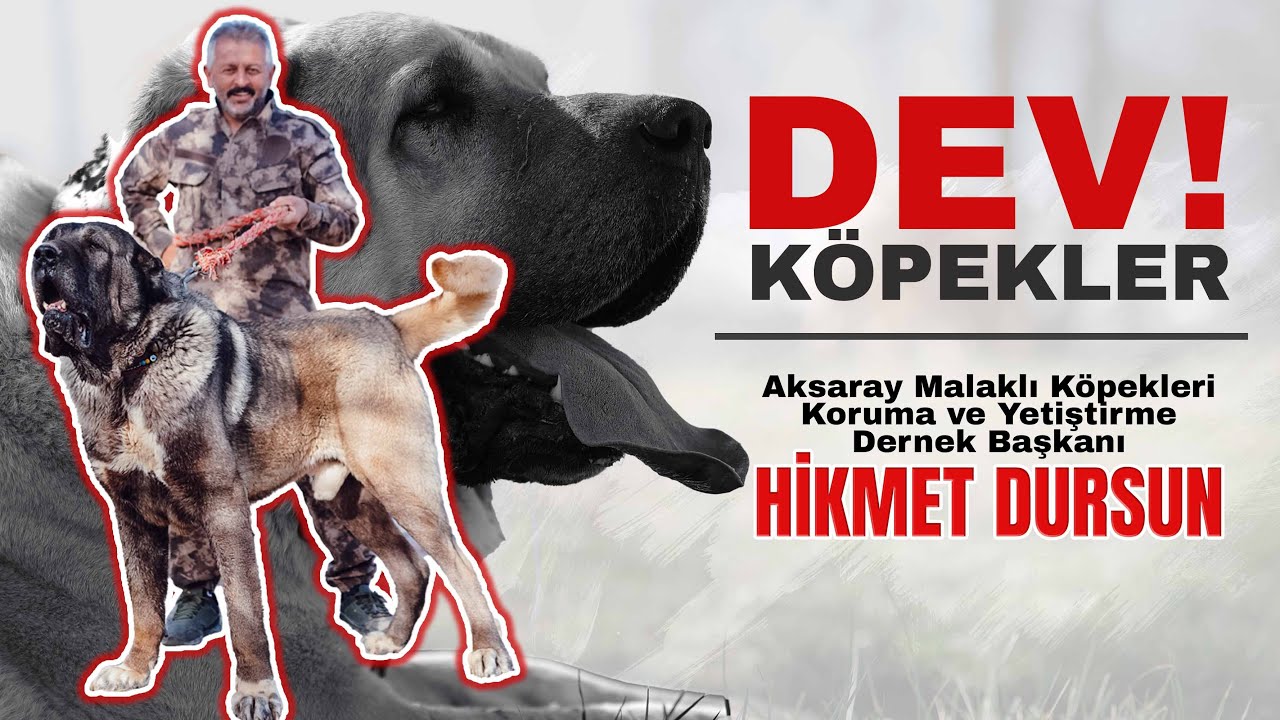 TÜRKİYENİN DEV KÖPEKLERİ | AKSARAY MALAKLISI | HİKMET DURSUN #aksaraymalaklısı #anadoluaslanı