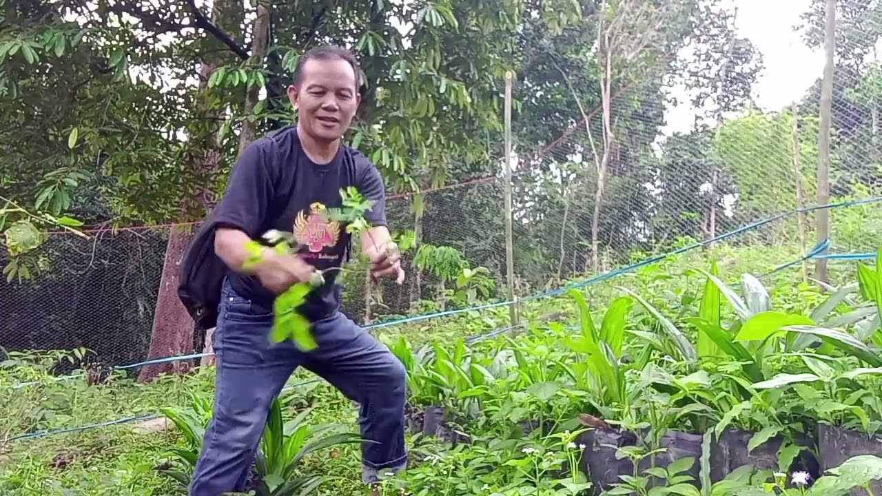 Tumbuh setelah diganggu monyet