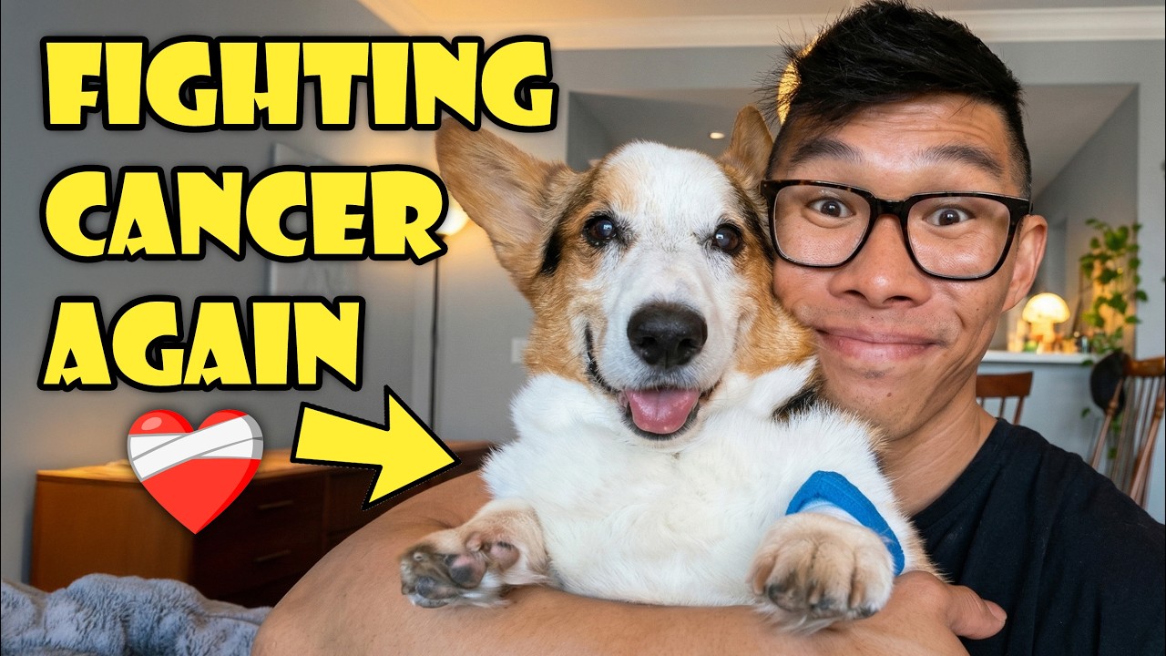 Моя корги однажды победила рак&hellip; Теперь мы снова боремся || Жизнь после колледжа: Эпизод 825