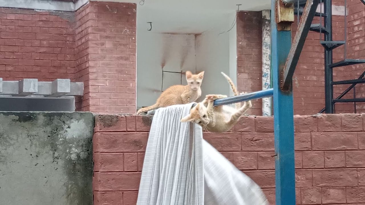 OMG-Kitten Falls Down in Rain Water