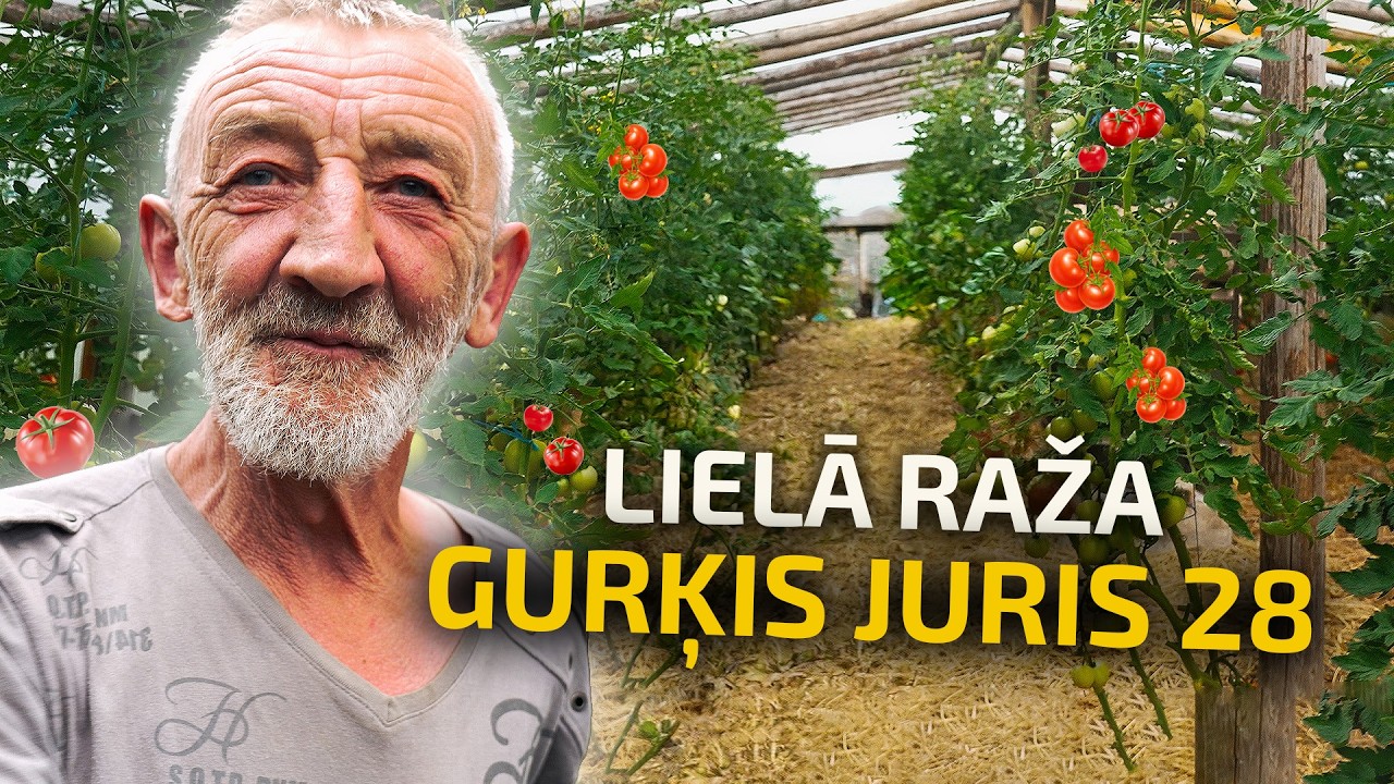 GURĶU JURIS 28 | Kāzinieki, gurķi un Latgales vasara