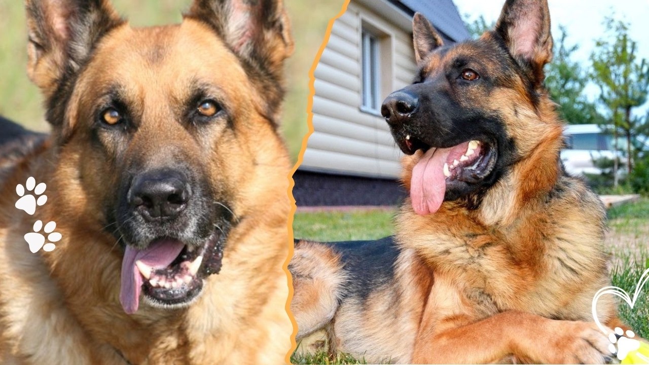 The 4 German Shepherd Lines You Need to Know
