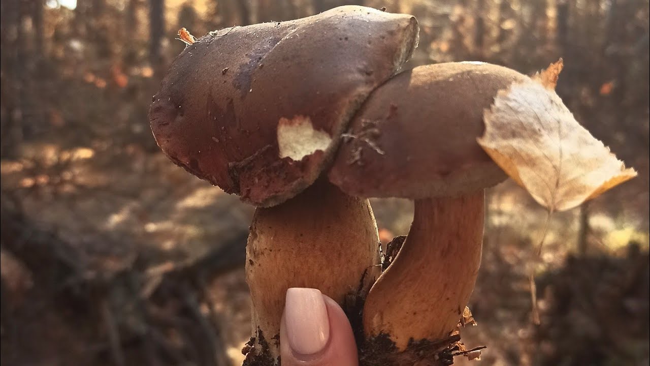 Нашли поляну польских грибов 06.06. 21 Харьковская область.