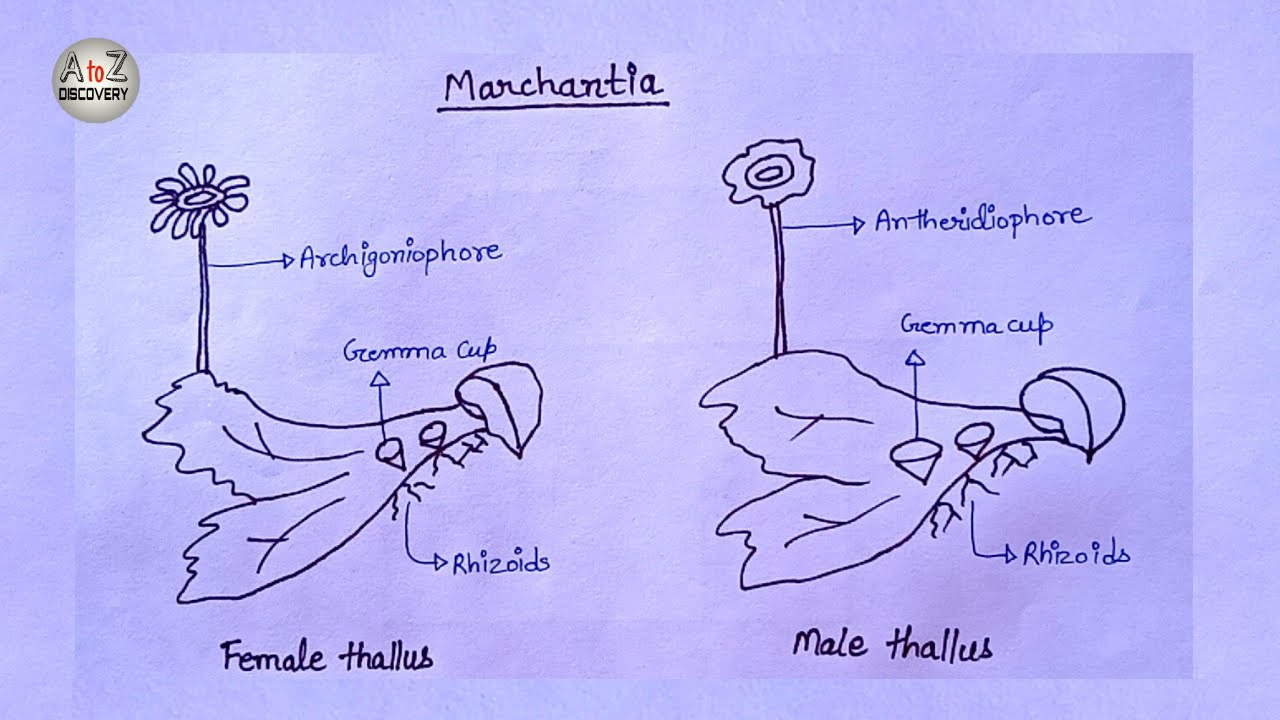 How To Draw Marchantia of Bryophyta in simple way | Common liverwort Drawing
