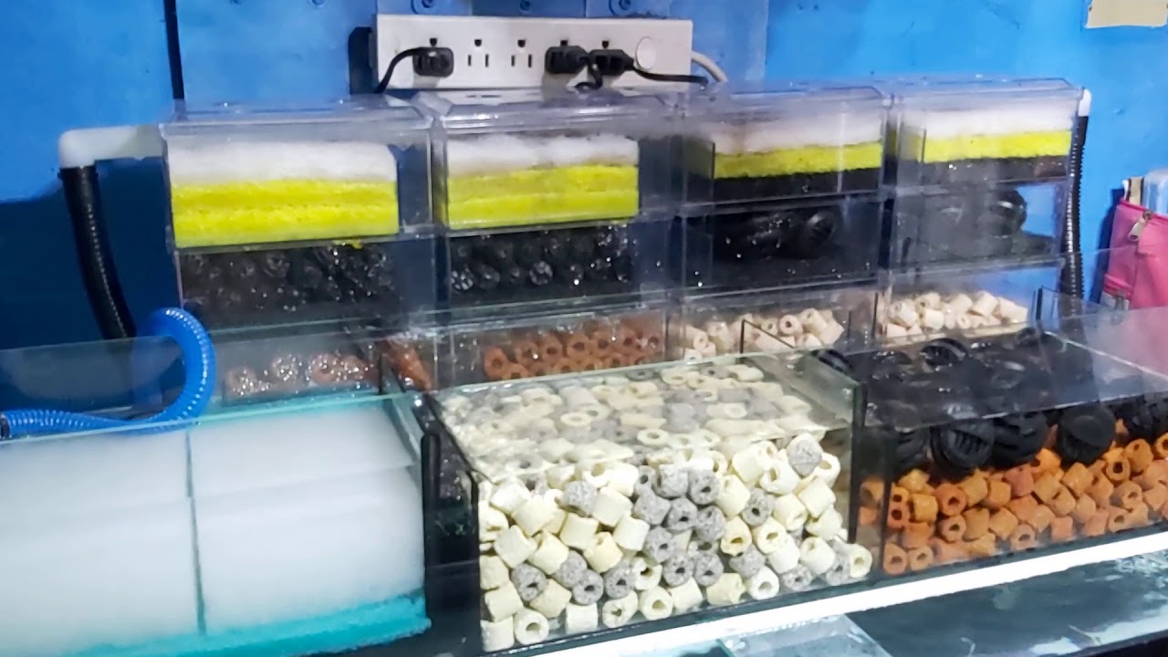 50 Gallon Tank Setup with Trickle Filter and Overhead Sump filter