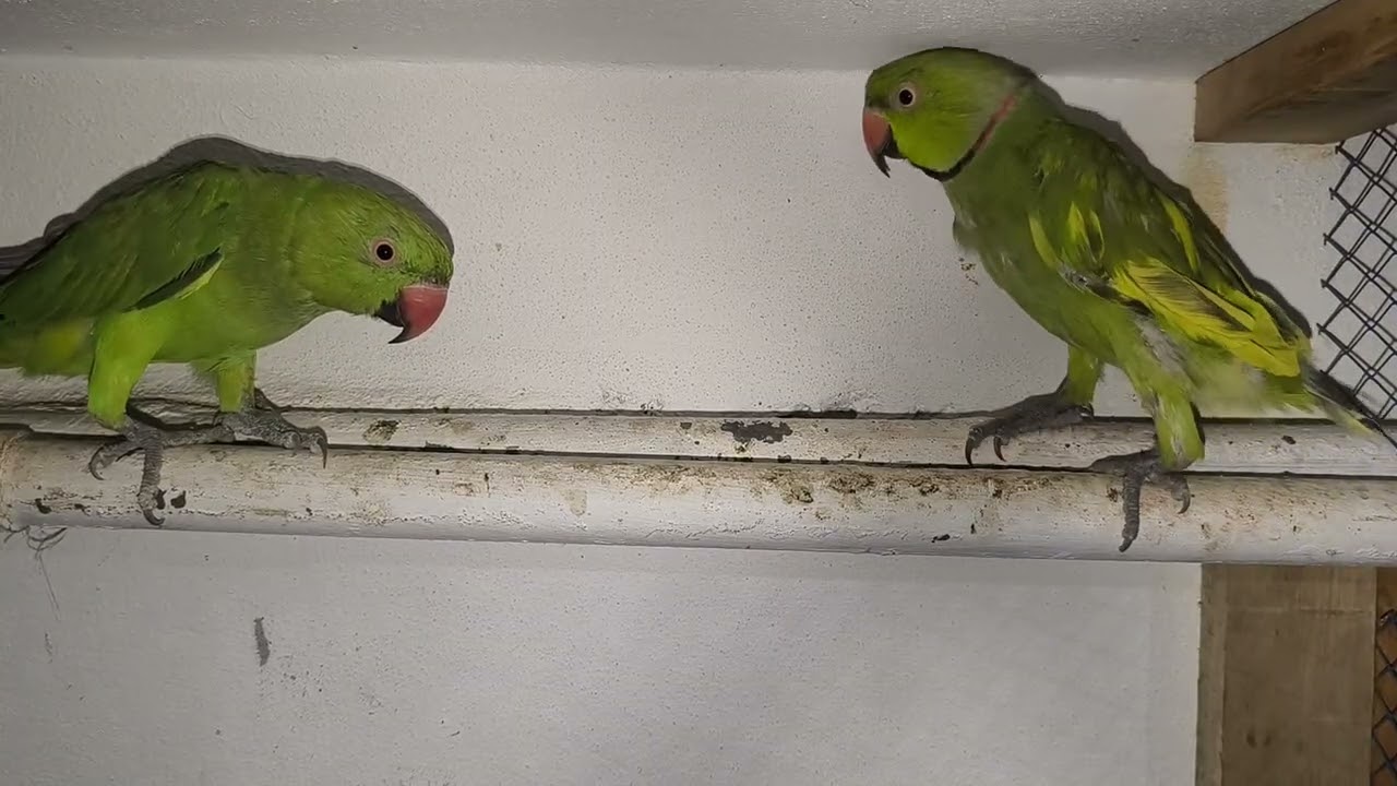 টিয়া পাখির ডাক 😱 অনেক সুন্দর দেখতে কিউট টিয়া পাখি ♥️ 