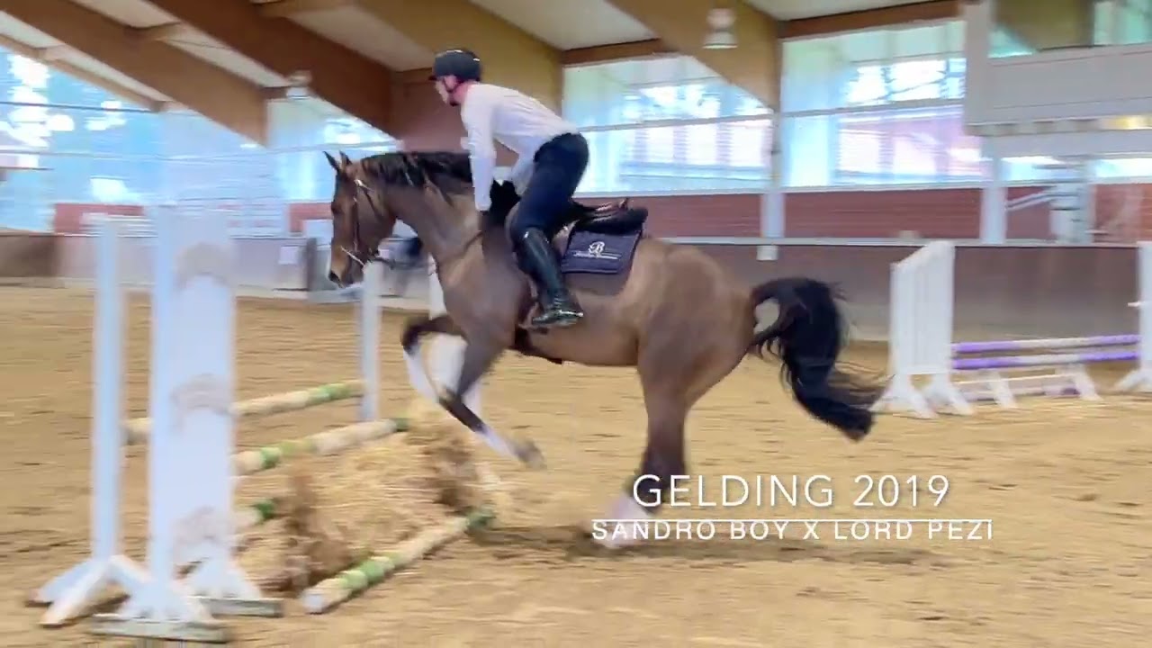 Sam - Hunter Prospect, Date 20241219 *For Sale*