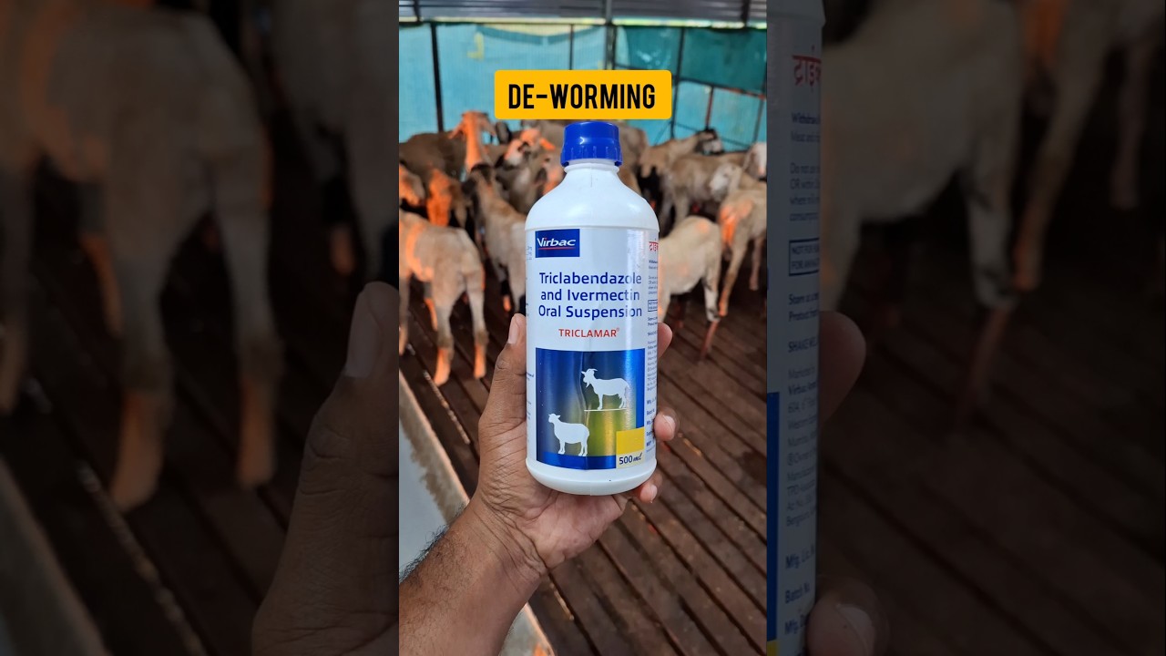 🐐ஆடுகளுக்கு முறையாக De-worming 🪱செய்வது எப்படி? உடல் எடையை எப்படி உயர்த்துவது?