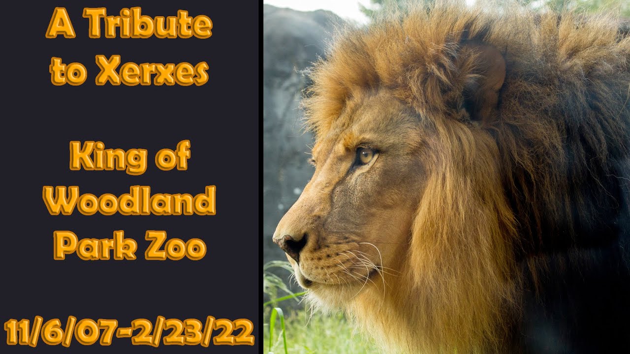 Xerxes the Lion Memorial Tribute - King of Woodland Park Zoo
