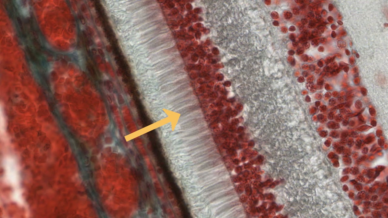 What is a Mammalian Cell