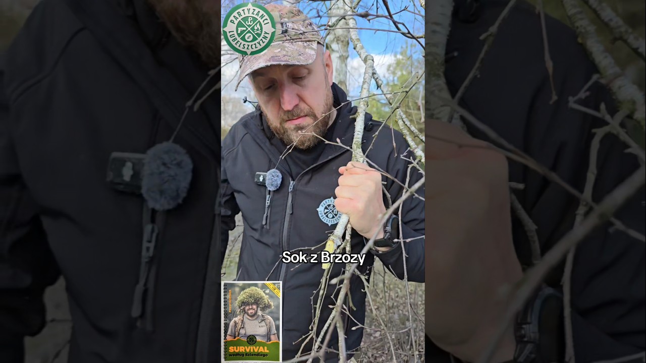 Sok z brzozy w survivalu