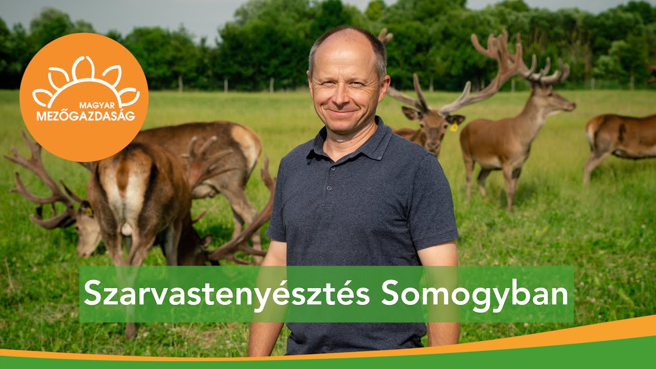 Szelekció a legimpozánsabb agancsokra | MMG