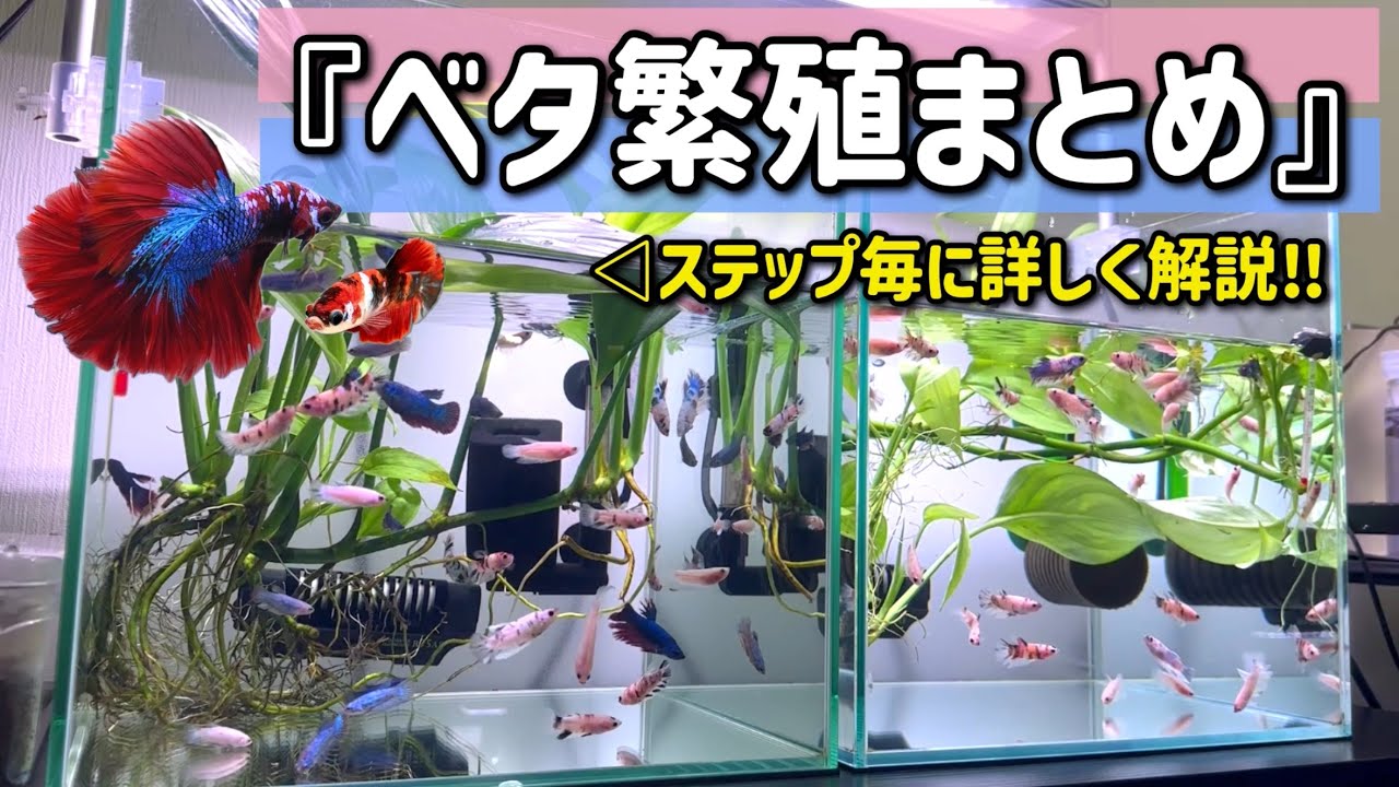 【2026年】ベタ繁殖の流れを「8ステップ」に分けて詳しく解説
