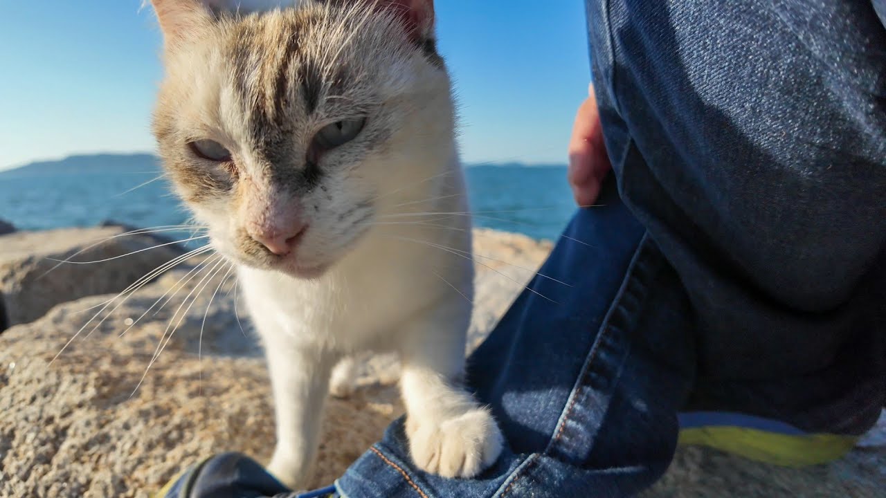Кот на волнорезе подошел ближе.