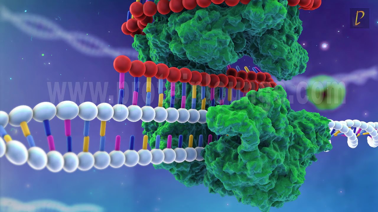 CRISPR/Cas9...Revolution in gene editing