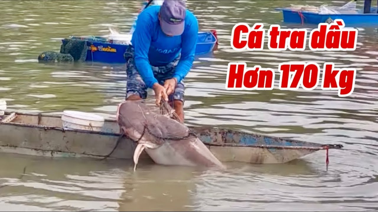Quá khủng khiếp Campuchia xuất hiện cá tra dầu hơn 170 kg #Linhđồngquê￼