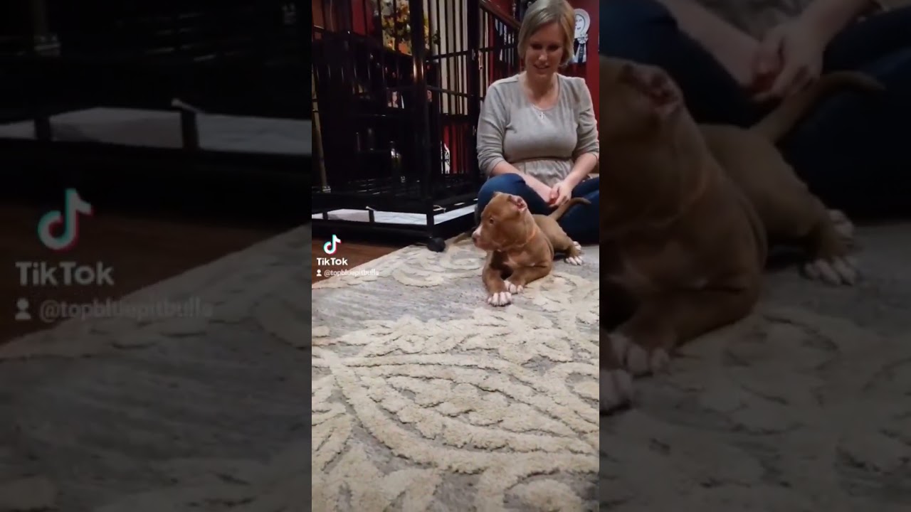 pitbull attacks, dog attacks kid.