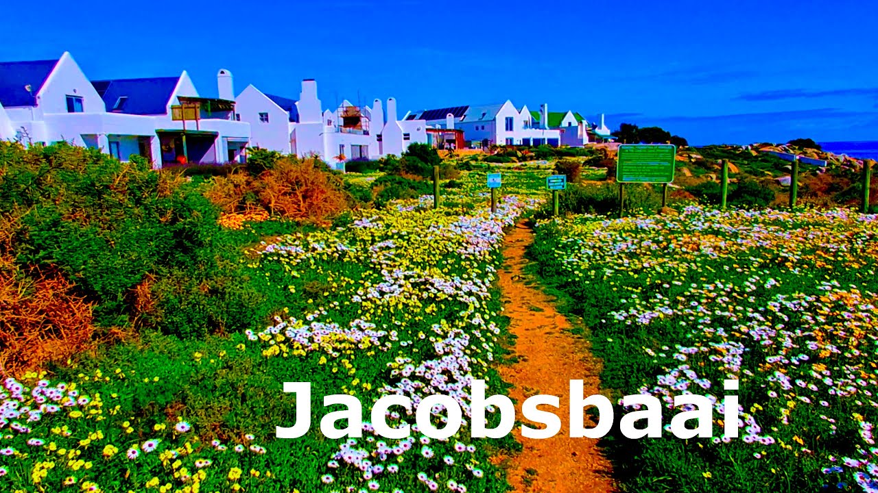 Flowers of Jacobsbaai on the West Coast of South Africa.