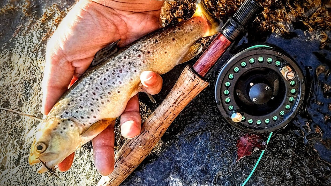 FLY FISHING for BROWN TROUT! Blue Ridge Mountains North Carolina | Linville River
