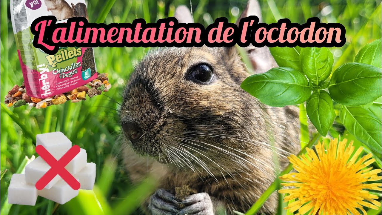 L'alimentation de l'Octodon