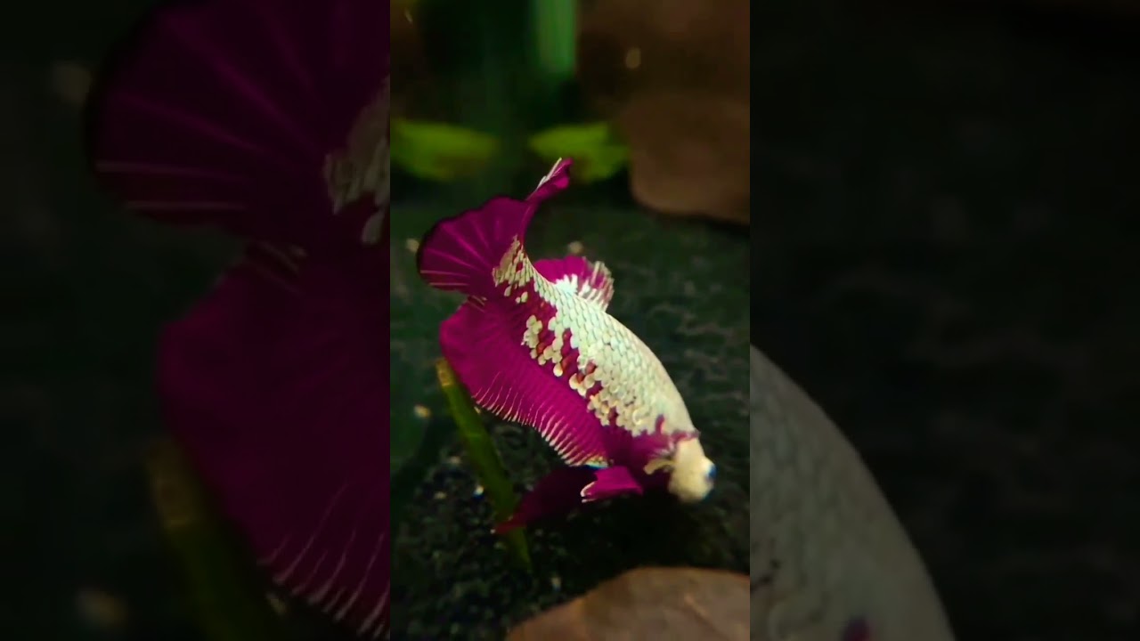 betta fish || white and purple betta fish || #shorts